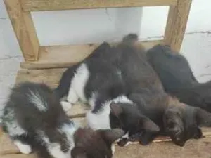 Gato raça SRD-ViraLata idade 2 a 6 meses nome sem nome 