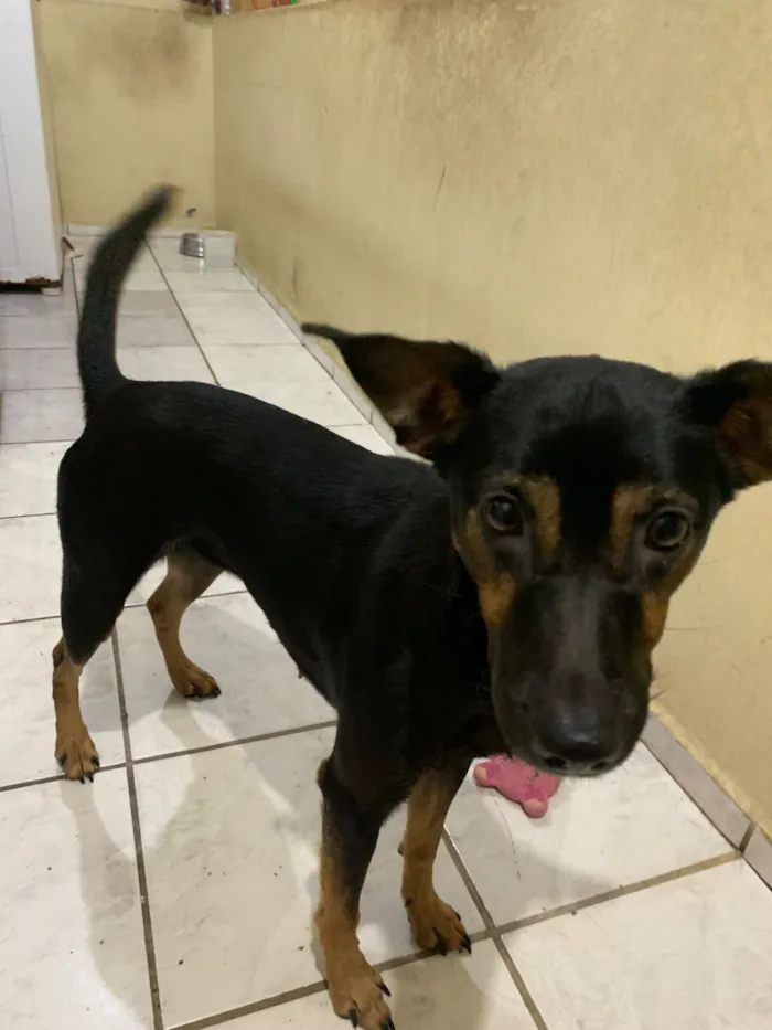 Cachorro raça SRD-ViraLata idade 2 anos nome Luna 