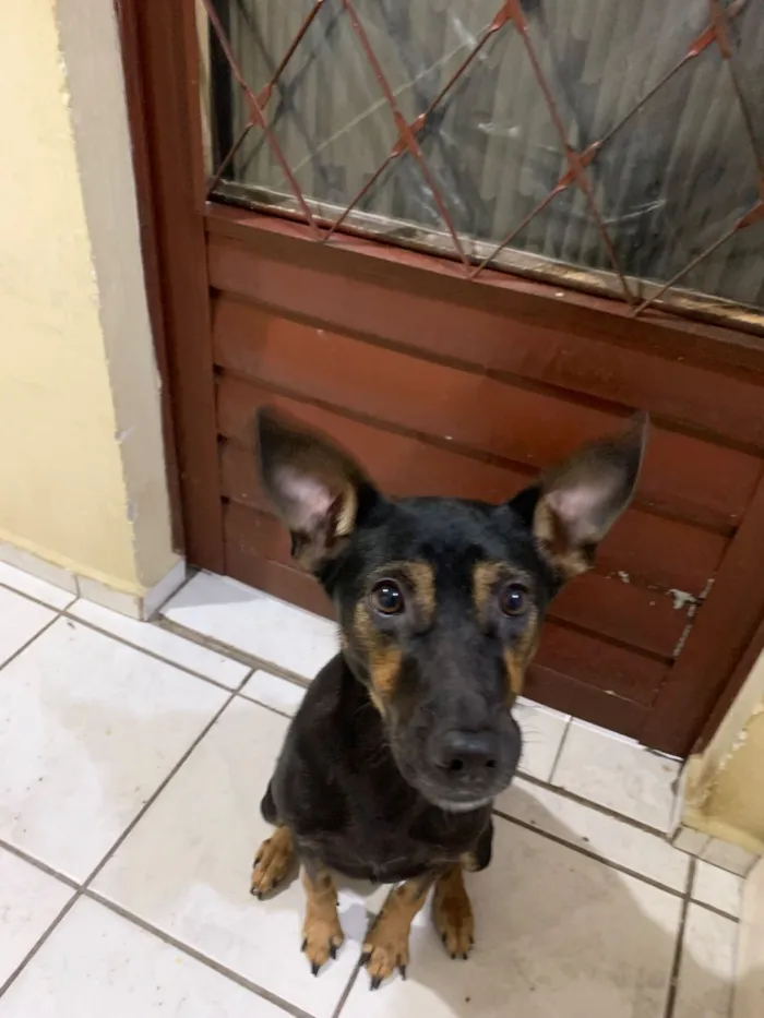 Cachorro raça SRD-ViraLata idade 2 anos nome Luna 