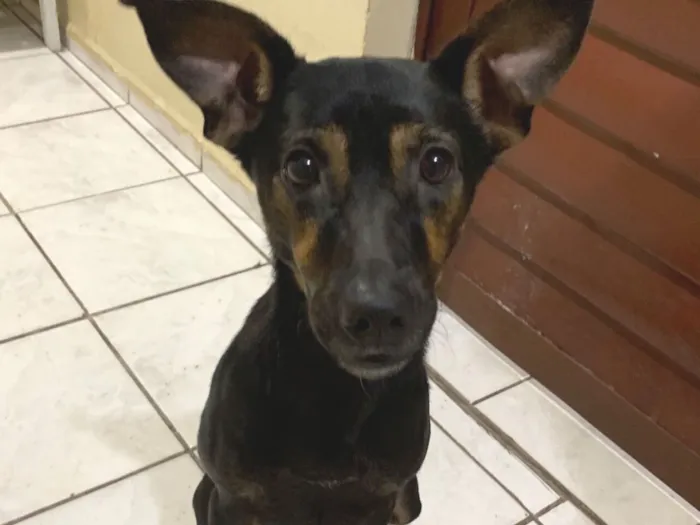 Cachorro raça SRD-ViraLata idade 2 anos nome Luna 