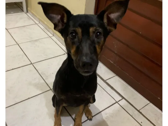 Cachorro raça SRD-ViraLata idade 2 anos nome Luna 