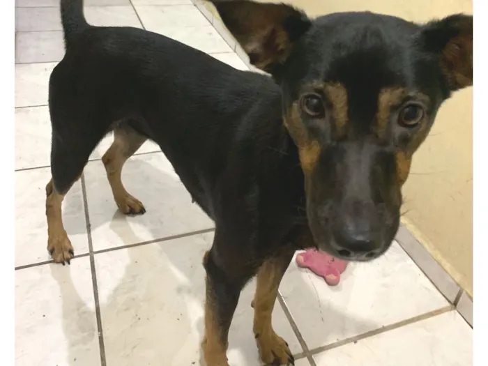 Cachorro raça SRD-ViraLata idade 2 anos nome Luna 