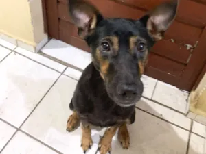Cachorro raça SRD-ViraLata idade 2 anos nome Luna 