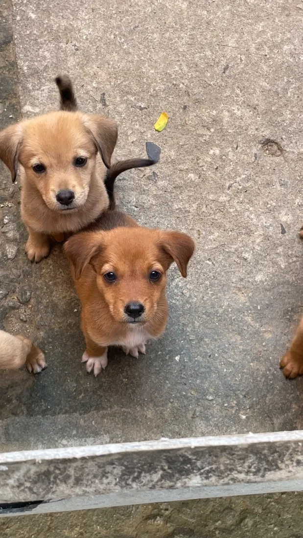 Cachorro raça Chow chow com pinscher com vira lata  idade 2 a 6 meses nome Sem nome 