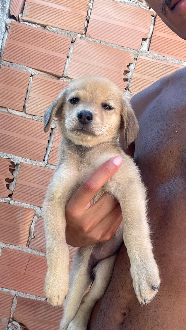 Cachorro raça Chow chow com pinscher com vira lata  idade 2 a 6 meses nome Sem nome 