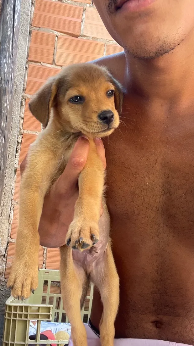 Cachorro raça Chow chow com pinscher com vira lata  idade 2 a 6 meses nome Sem nome 