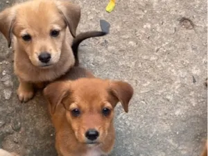 Cachorro raça Chow chow com pinscher com vira lata  idade 2 a 6 meses nome Sem nome 
