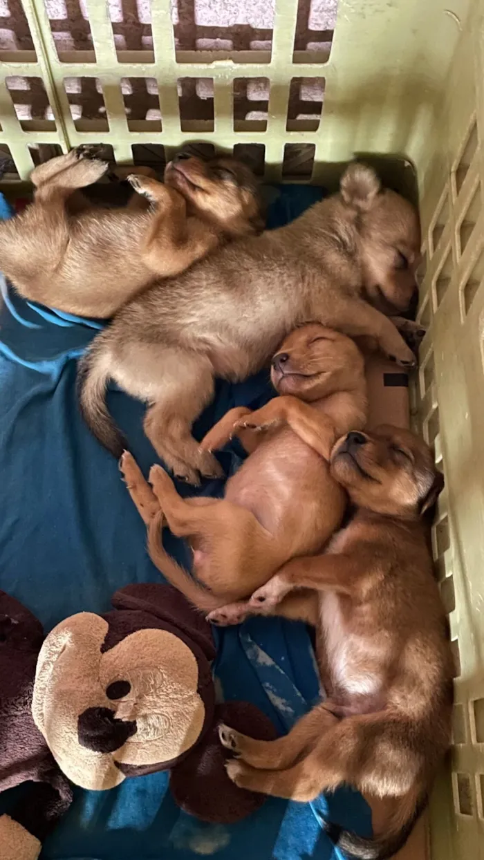 Cachorro raça Chow chow com pinscher com vira lata  idade 2 a 6 meses nome Sem nome 