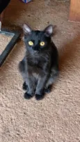 pipoca