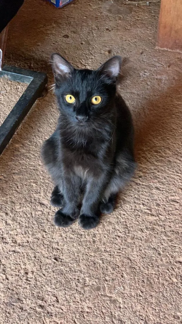 Gato raça SRD-ViraLata idade 7 a 11 meses nome pipoca
