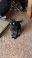 pipoca