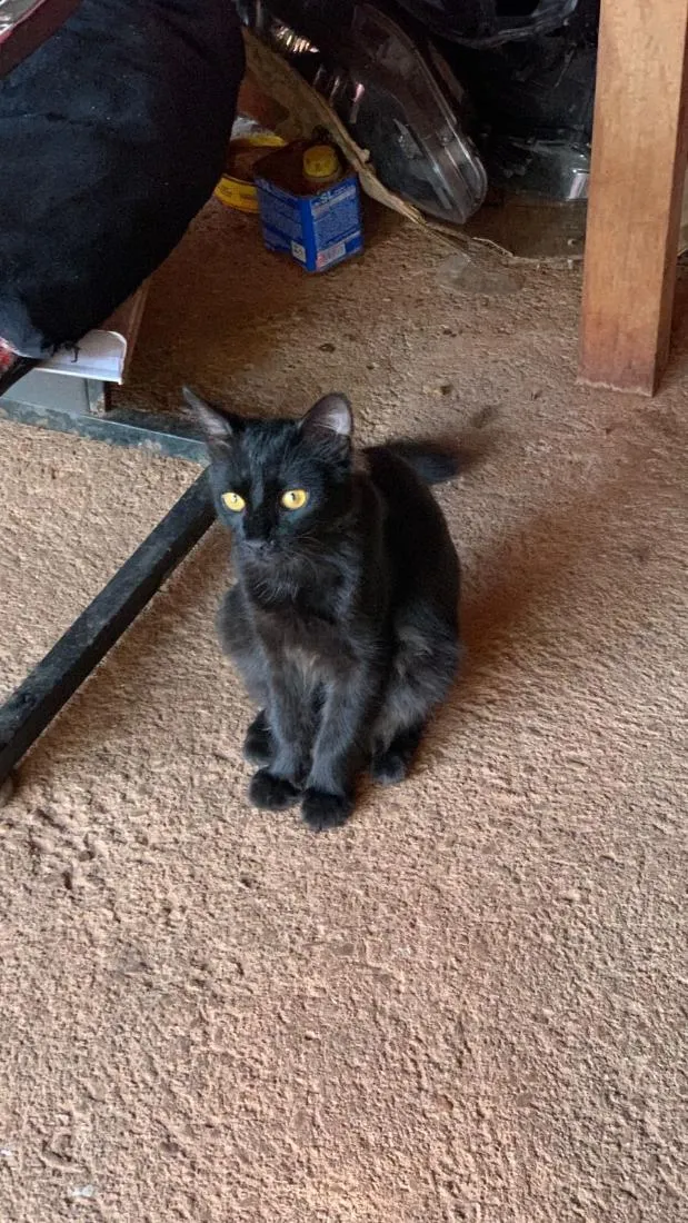 Gato raça SRD-ViraLata idade 7 a 11 meses nome pipoca