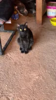 pipoca