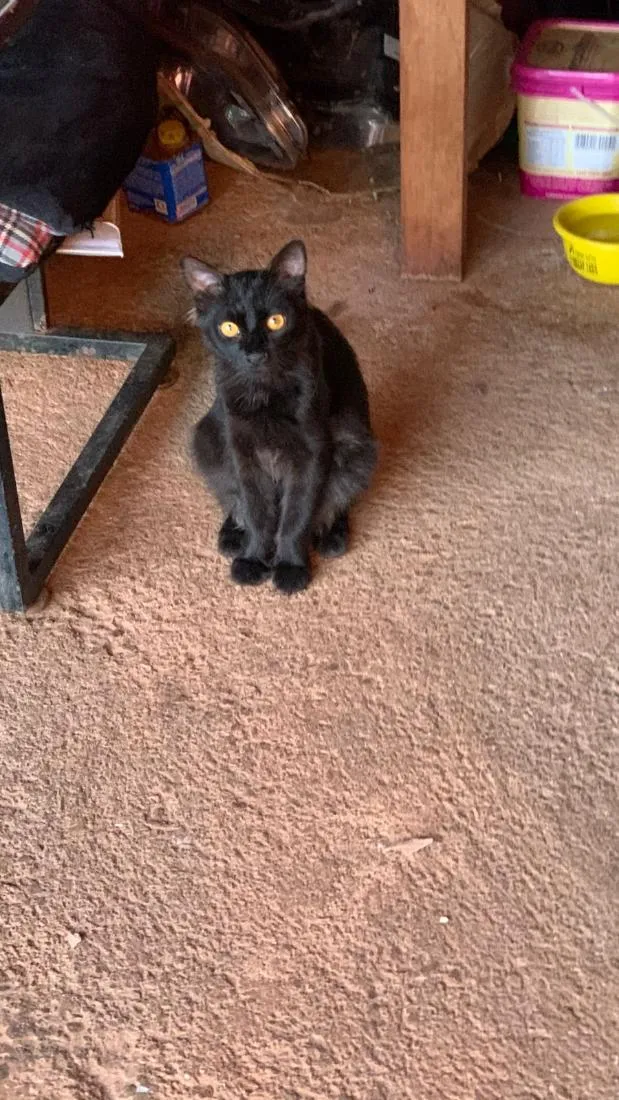 Gato raça SRD-ViraLata idade 7 a 11 meses nome pipoca