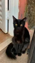 pipoca