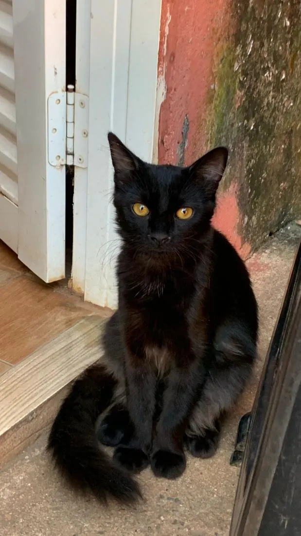Gato raça SRD-ViraLata idade 7 a 11 meses nome pipoca