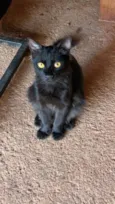 pipoca