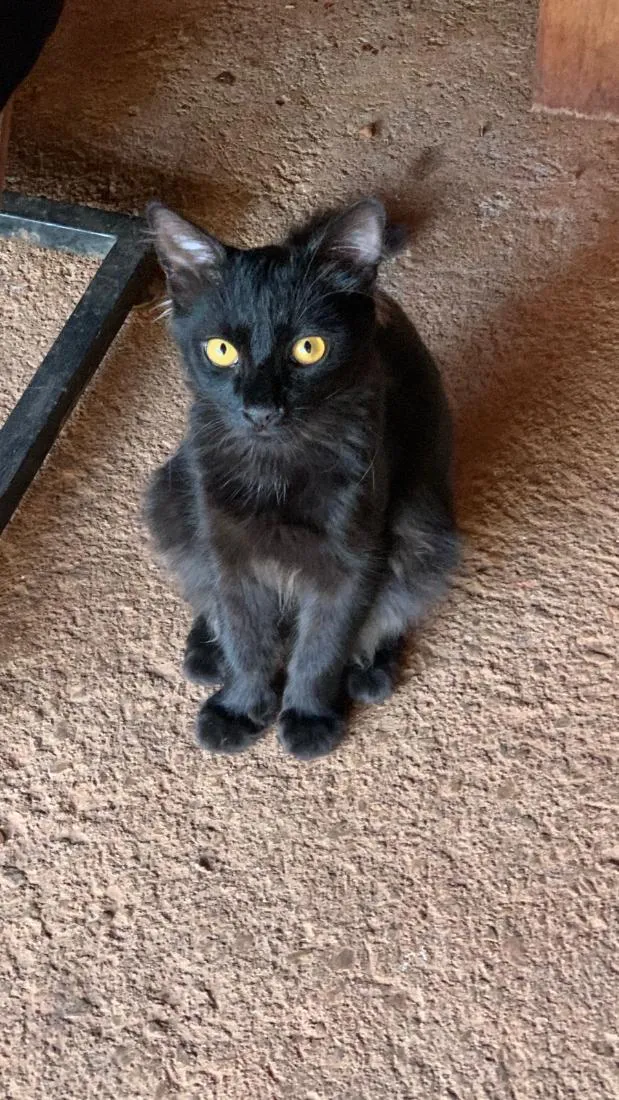 Gato raça SRD-ViraLata idade 7 a 11 meses nome pipoca