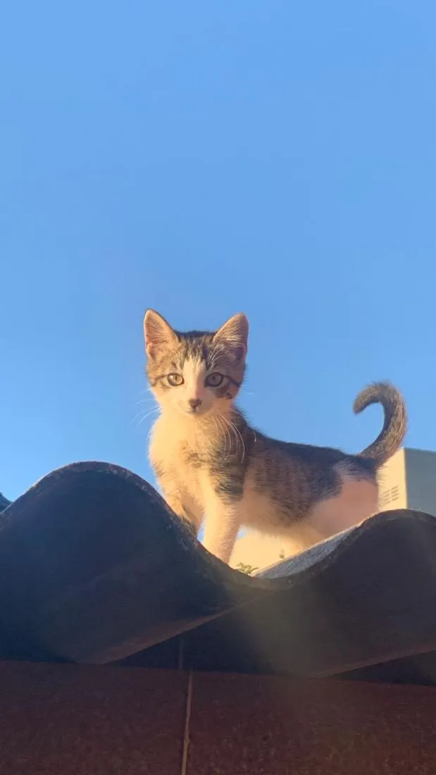 Gato raça SRD-ViraLata idade 7 a 11 meses nome pipoca