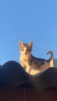 pipoca
