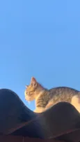pipoca