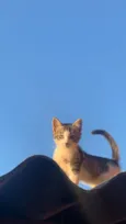 pipoca