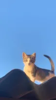 pipoca