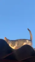 pipoca