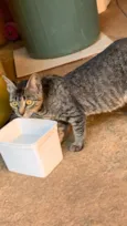 pipoca