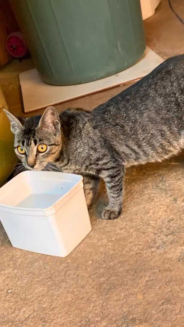 Gato raça SRD-ViraLata idade 7 a 11 meses nome pipoca