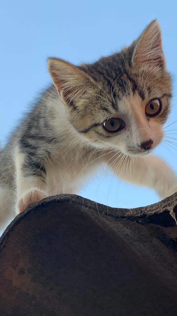 Gato raça SRD-ViraLata idade 7 a 11 meses nome pipoca