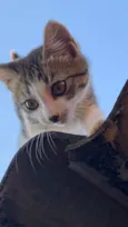 pipoca