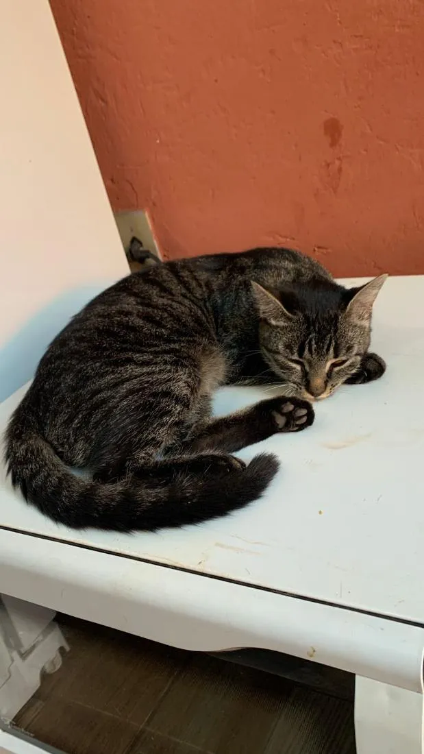 Gato raça SRD-ViraLata idade 7 a 11 meses nome pipoca