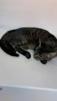 pipoca