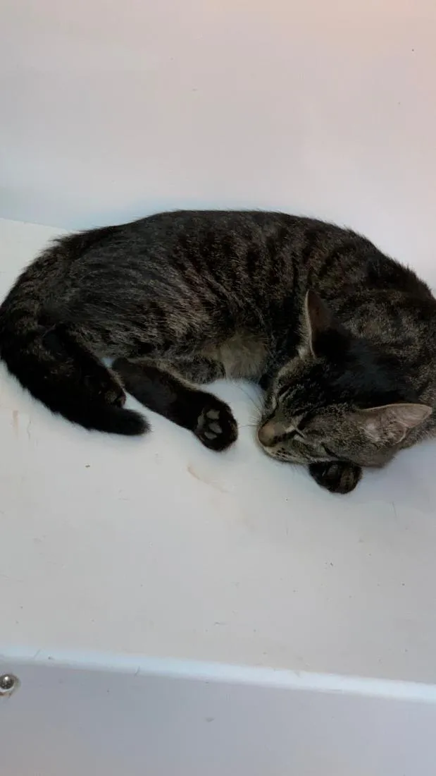 Gato raça SRD-ViraLata idade 7 a 11 meses nome pipoca