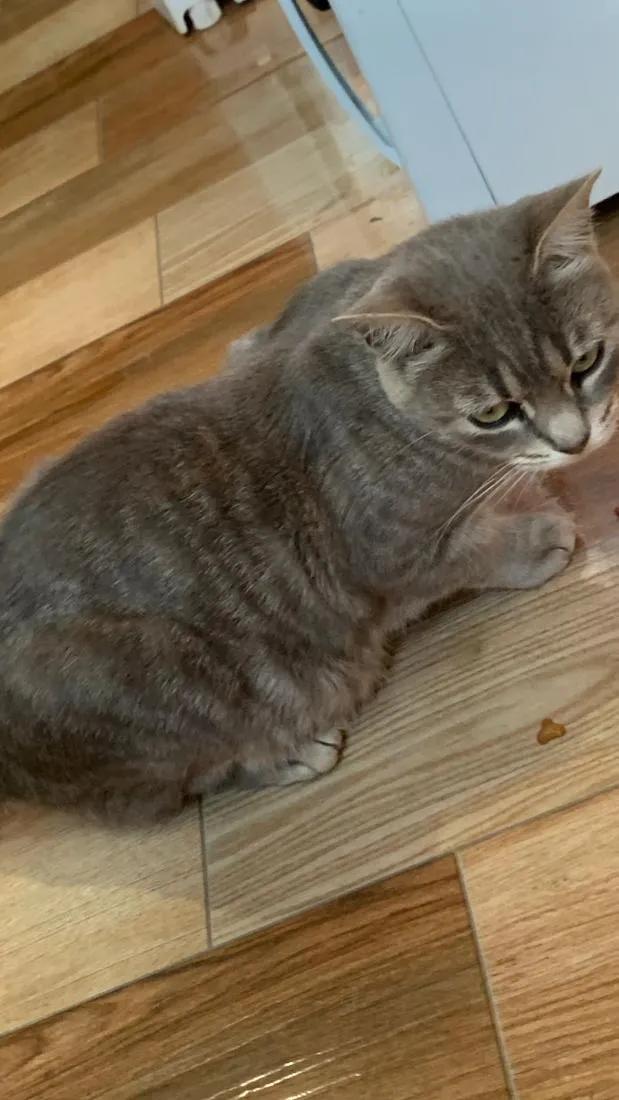 Gato raça SRD-ViraLata idade 7 a 11 meses nome pipoca