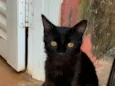 pipoca