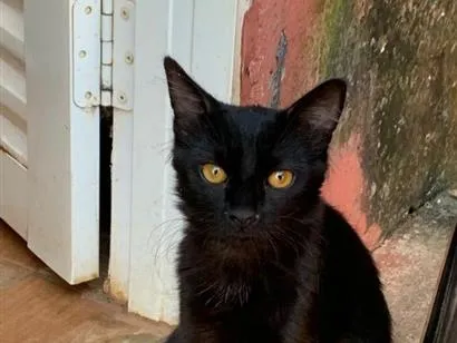 Gato raça SRD-ViraLata idade 7 a 11 meses nome pipoca