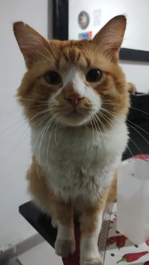 Gato raça SRD-ViraLata idade 3 anos nome bebé