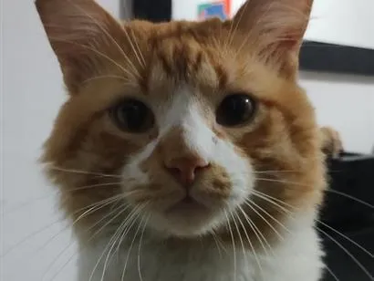 Gato raça SRD-ViraLata idade 3 anos nome bebé