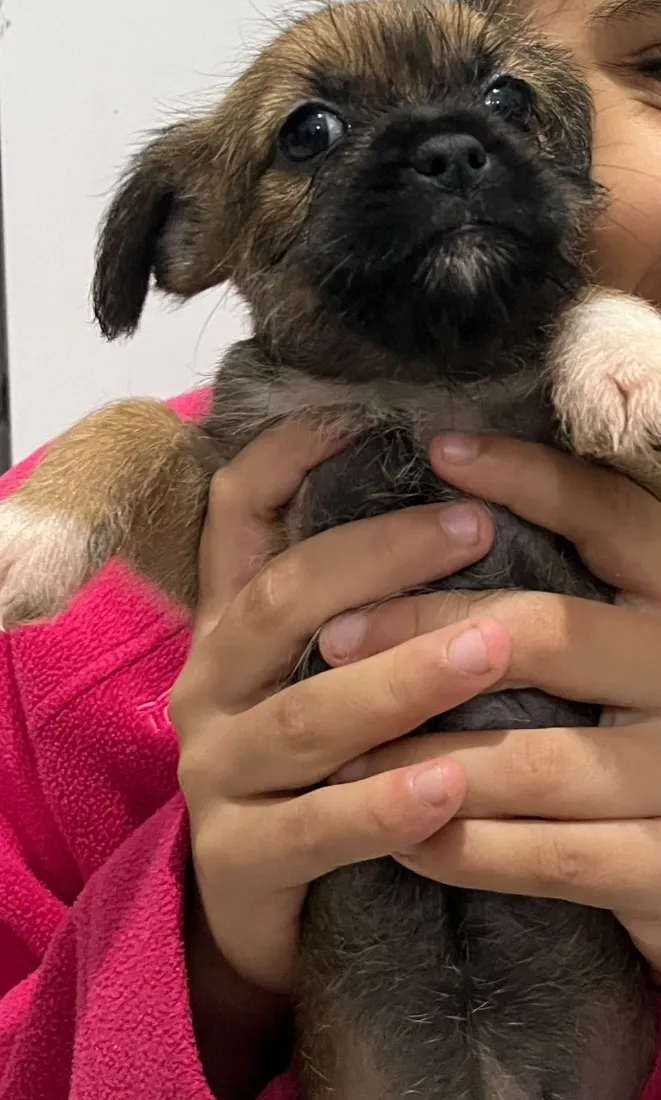 Cachorro raça SRD-ViraLata idade 2 a 6 meses nome Sem nome 