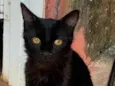 pipoca