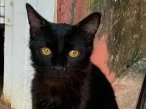 Gato raça SRD-ViraLata idade 7 a 11 meses nome pipoca