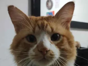Gato raça SRD-ViraLata idade 3 anos nome bebé