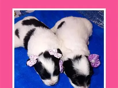 Cachorro raça SRD-ViraLata idade Abaixo de 2 meses nome branquinha e clarinha 