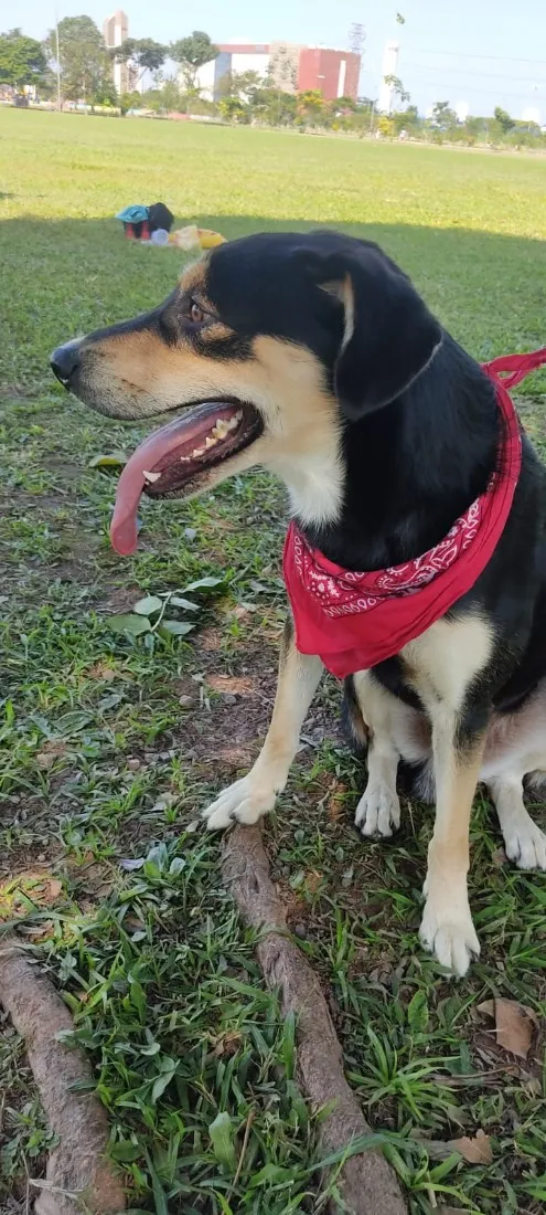 Cachorro raça SRD-ViraLata idade 5 anos nome Zeus