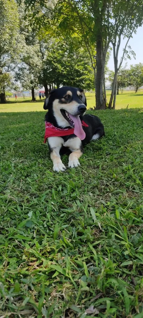Cachorro raça SRD-ViraLata idade 5 anos nome Zeus