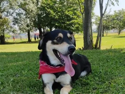 Cachorro raça SRD-ViraLata idade 5 anos nome Zeus
