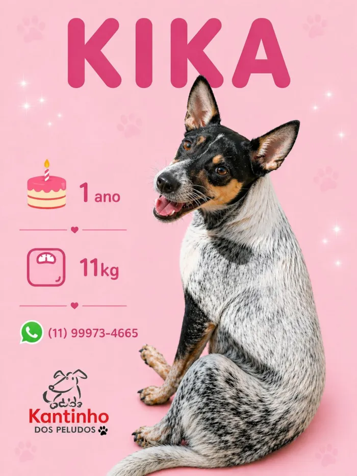 Cachorro raça SRD-ViraLata idade 1 ano nome Kika