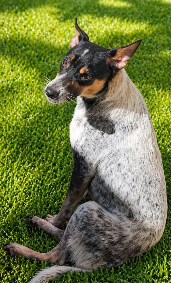 Cachorro raça SRD-ViraLata idade 1 ano nome Kika